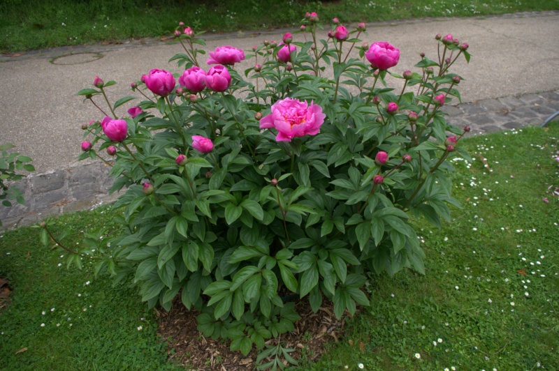Pivoine 'Souvenir de Marguerite Lemoine'